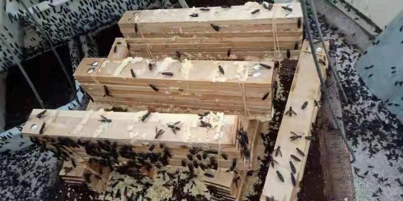 批发黑水虻卵处理餐厨废弃物水产养殖畜禽好饲料
