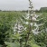 广西猫须草猫须公新货化石草颜色青绿，货源充足