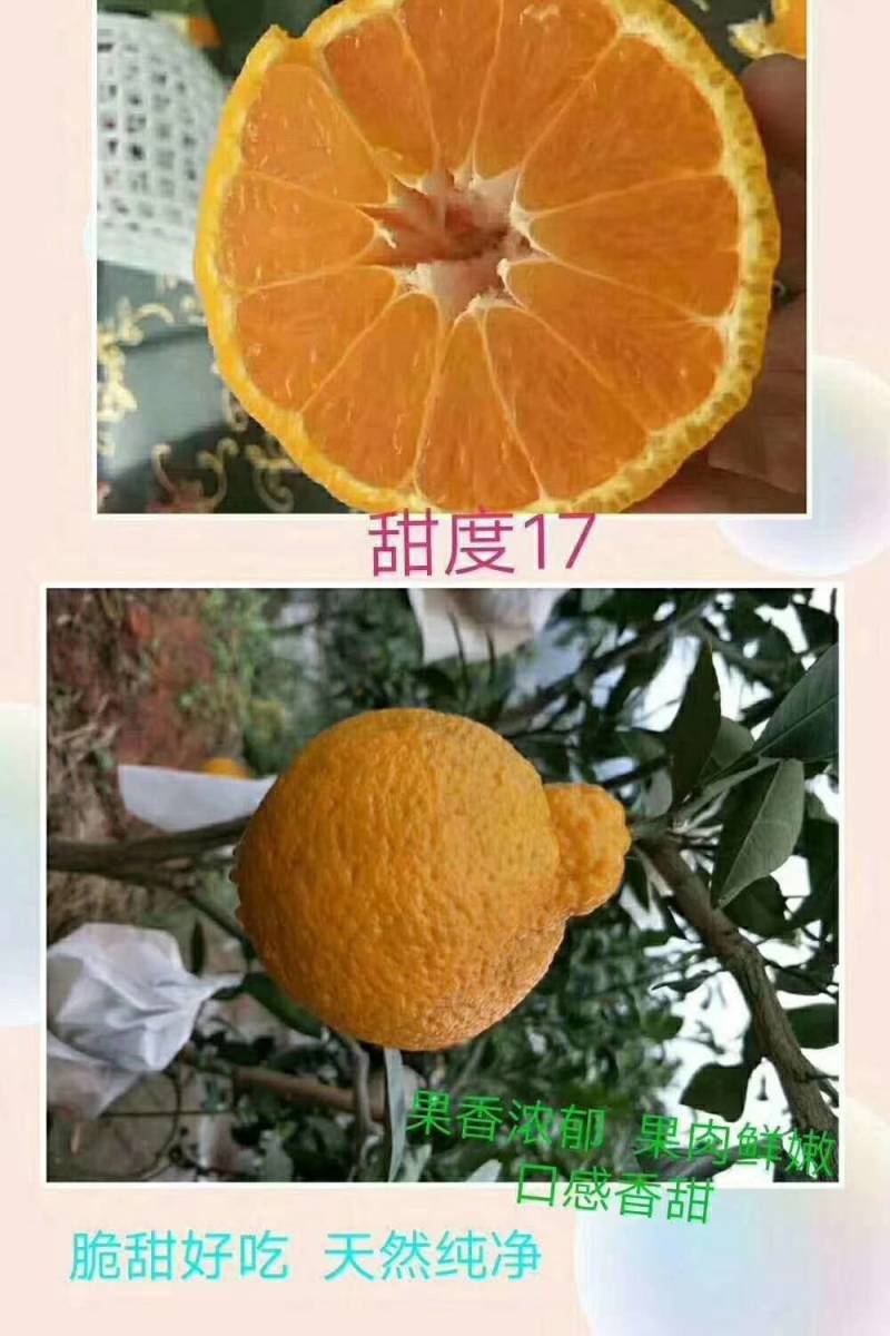 产地屏山不知火[现摘鲜货]丑橘口感脆甜，糖份足，