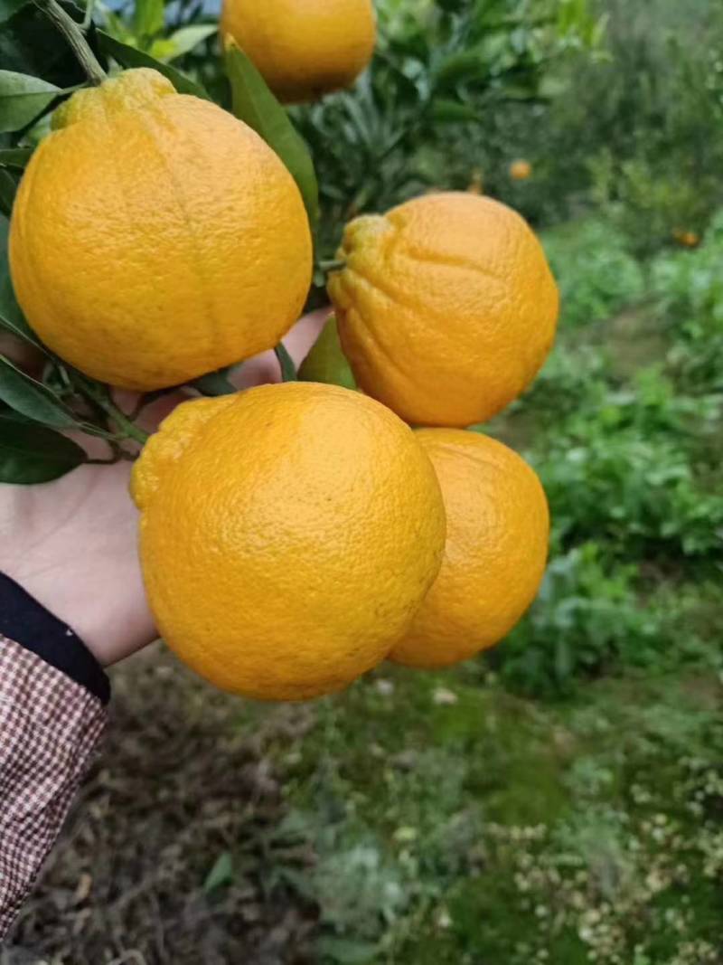 产地屏山不知火[现摘鲜货]丑橘口感脆甜，糖份足，