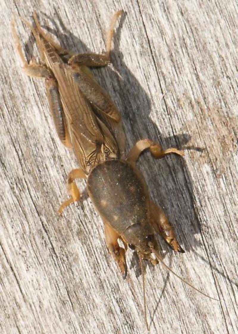 蝼蛄土枸草枸蝲蝲蛄地蝲蛄 生鲜