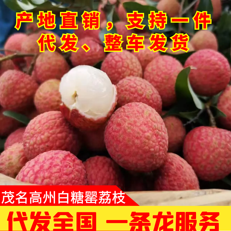 高州白糖罂荔枝产地直销现摘现发（整车发货）
