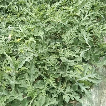 优质大棚麒麟西瓜基地直供，一手货源