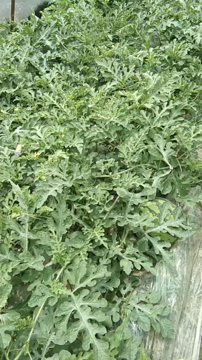 优质大棚麒麟西瓜基地直供，一手货源