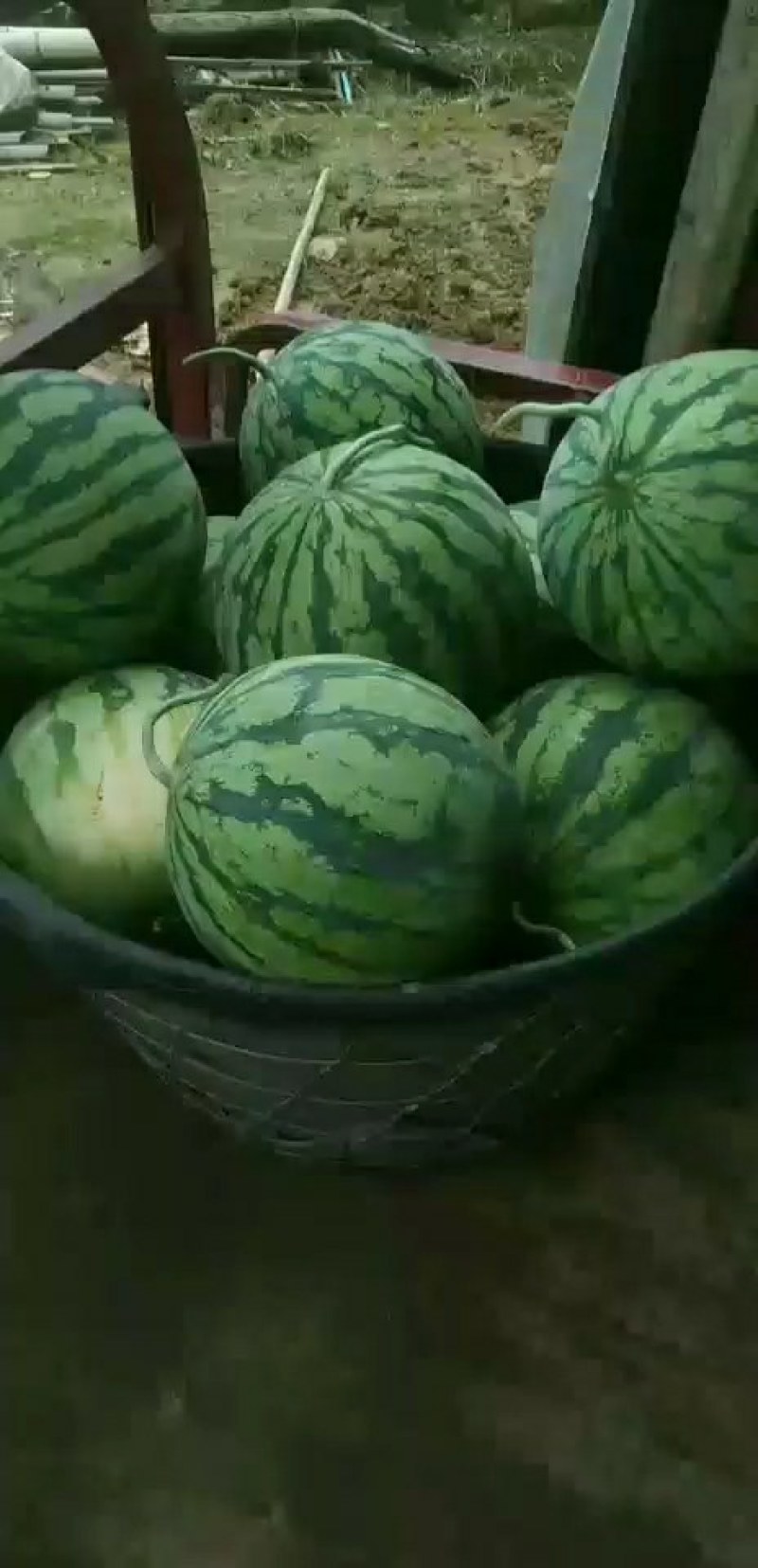 优质大棚麒麟西瓜基地直供，一手货源
