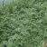 优质大棚麒麟西瓜基地直供，一手货源