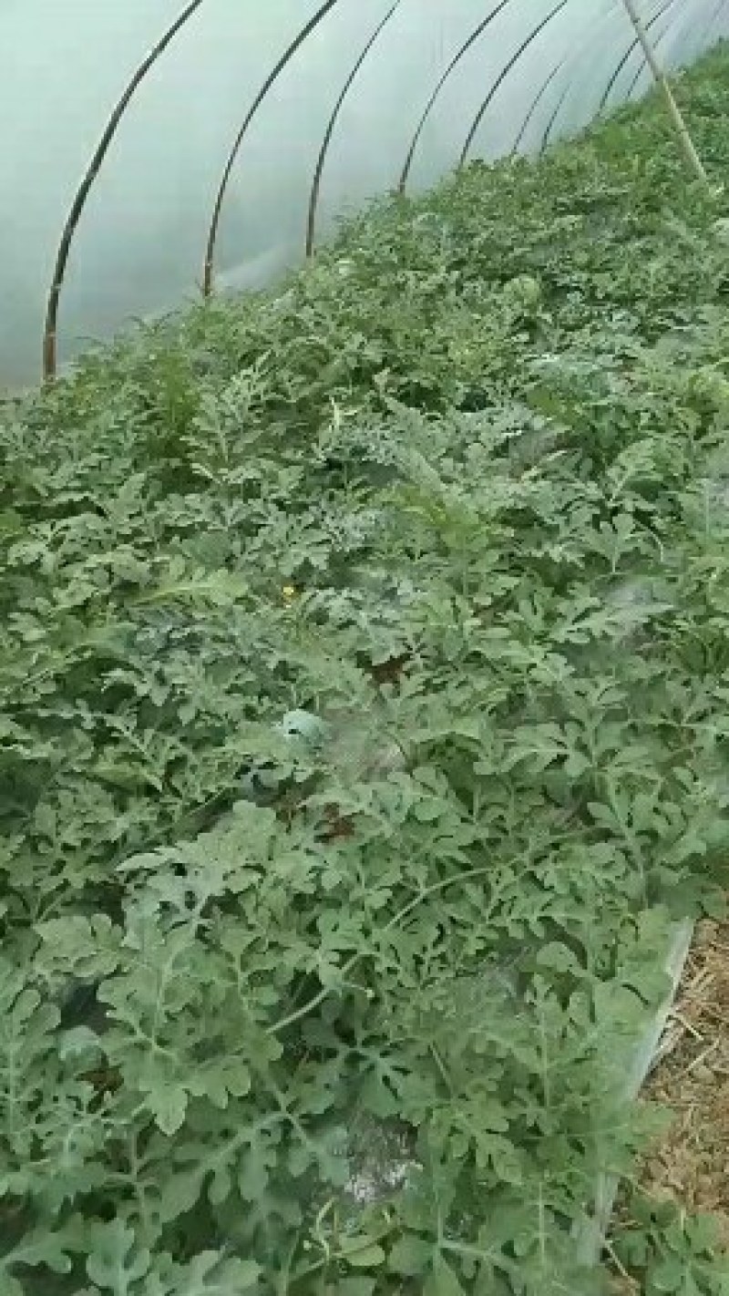 优质大棚麒麟西瓜基地直供，一手货源