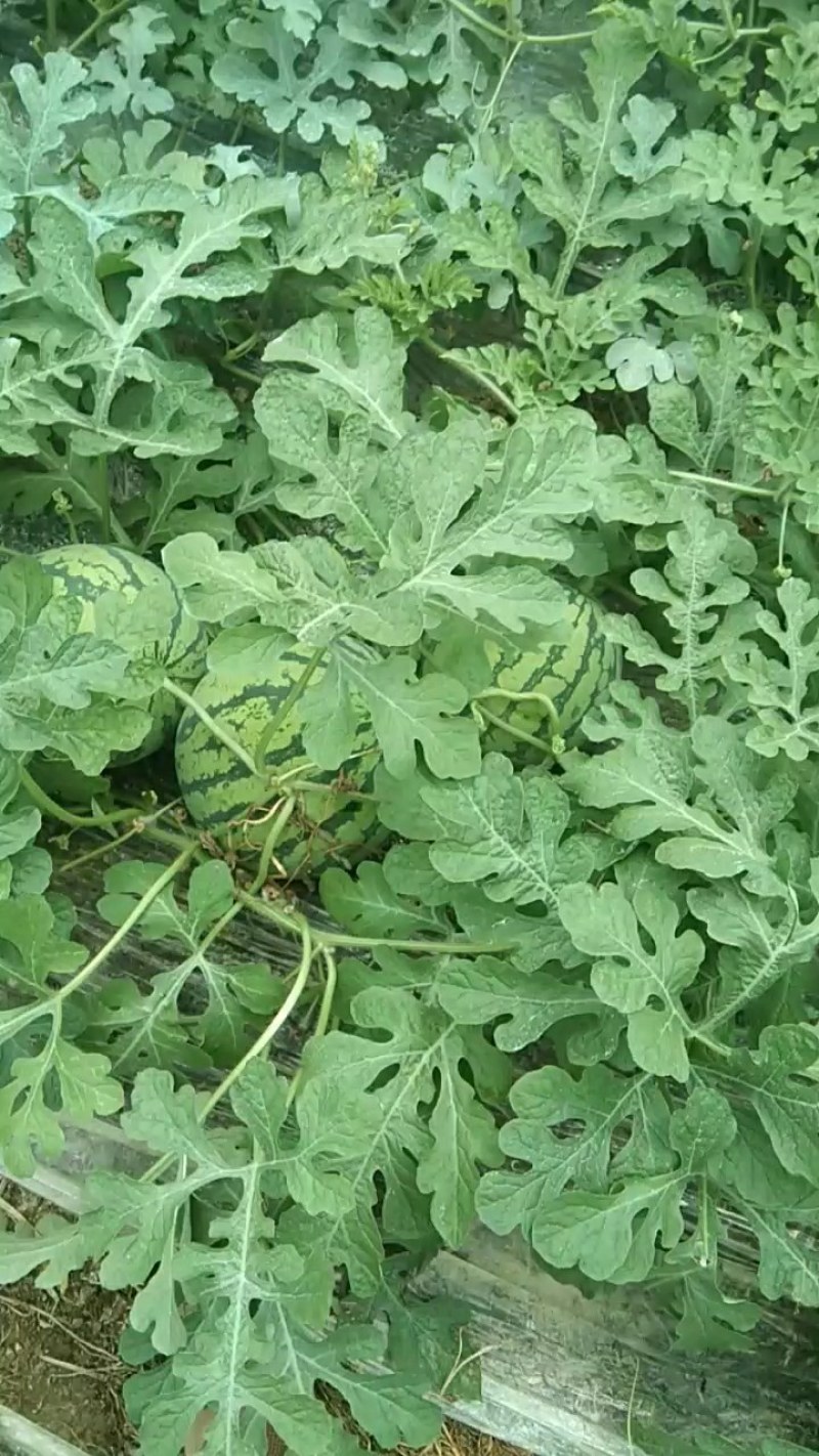 优质大棚麒麟西瓜基地直供，一手货源