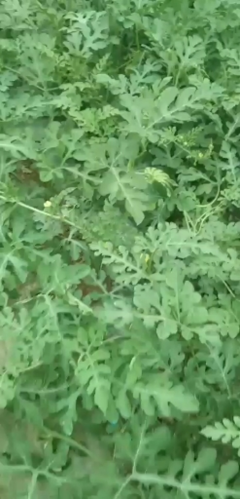 优质大棚麒麟西瓜基地直供，一手货源