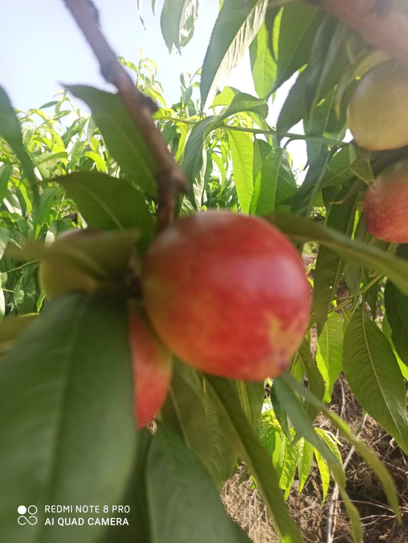 河南南阳新鲜518油桃现摘现发桃子孕妇水果