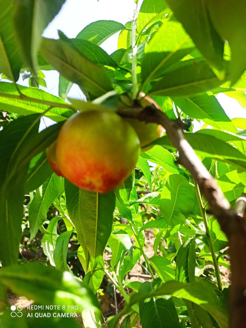 河南南阳新鲜518油桃现摘现发桃子孕妇水果