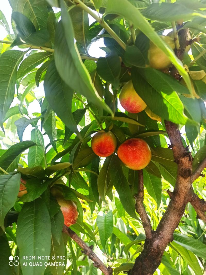 河南南阳新鲜518油桃现摘现发桃子孕妇水果