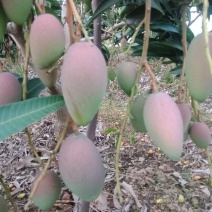 广西百色田阳贵妃芒阳光充足