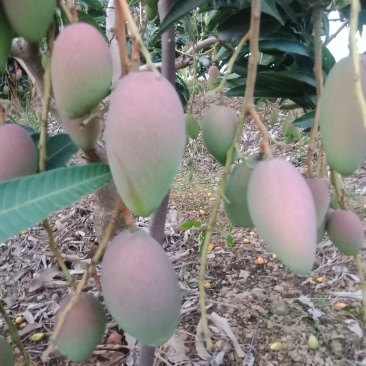 广西百色田阳贵妃芒阳光充足