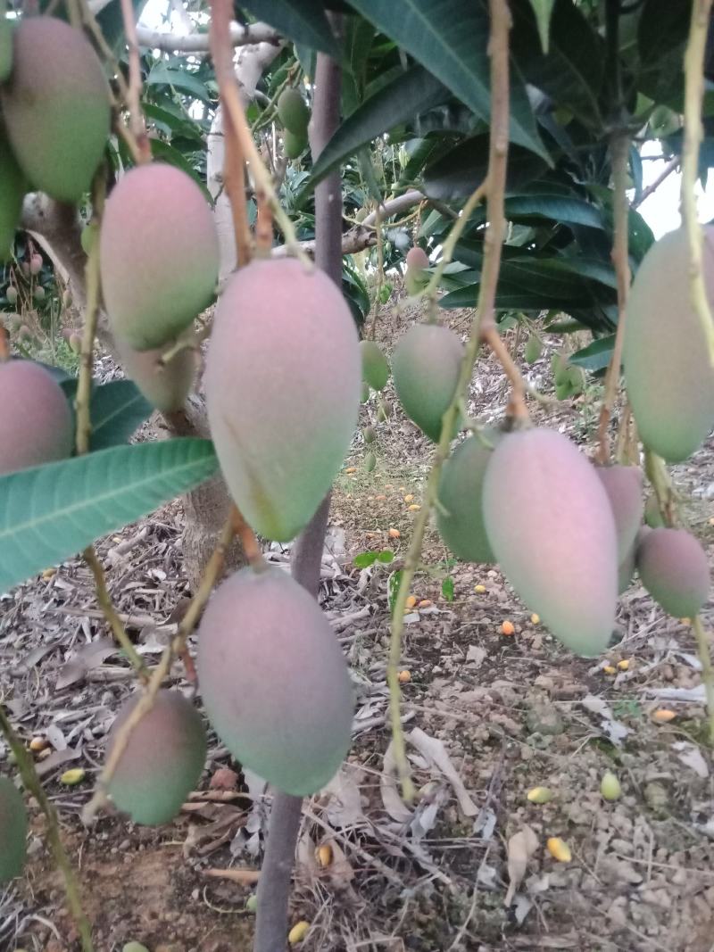 广西百色田阳贵妃芒阳光充足