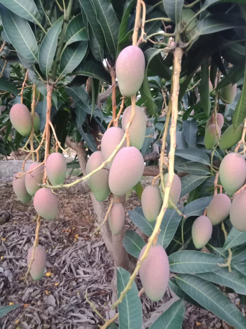 广西百色田阳贵妃芒阳光充足