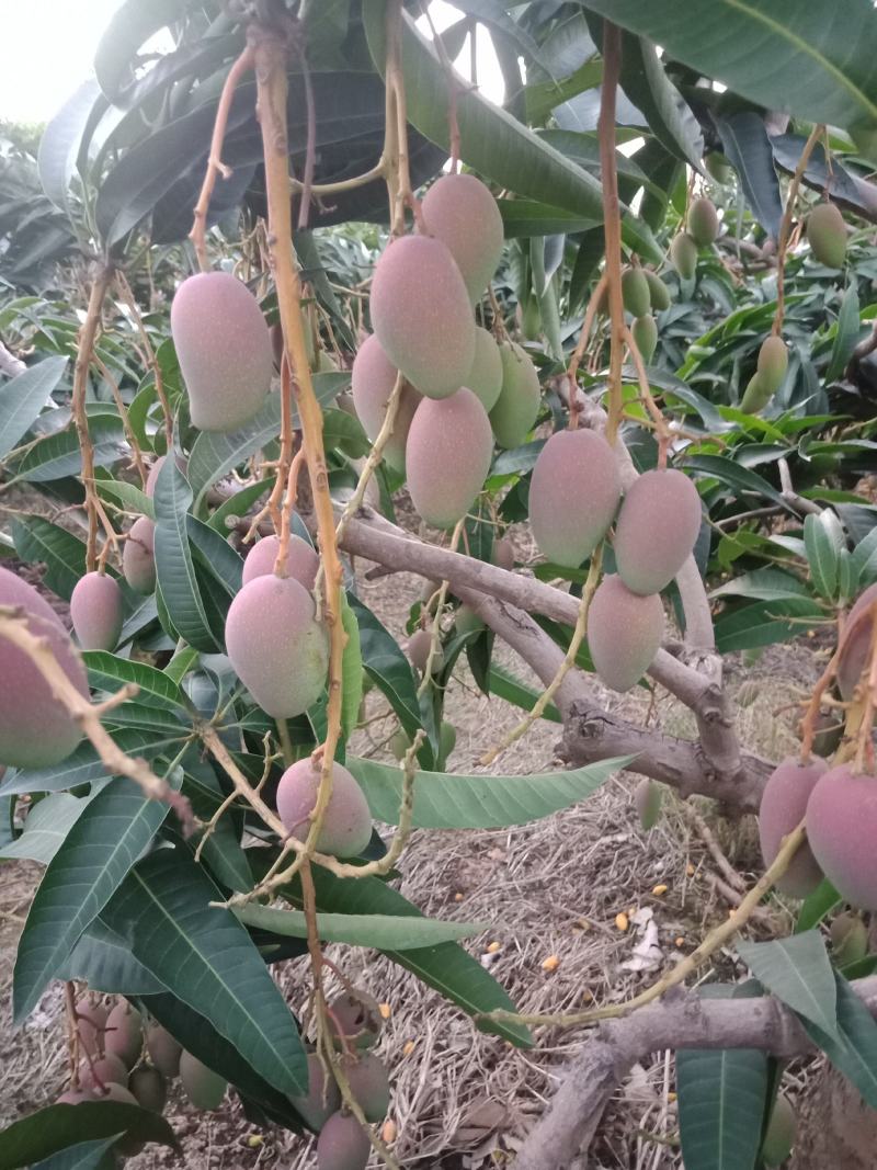 广西百色田阳贵妃芒阳光充足