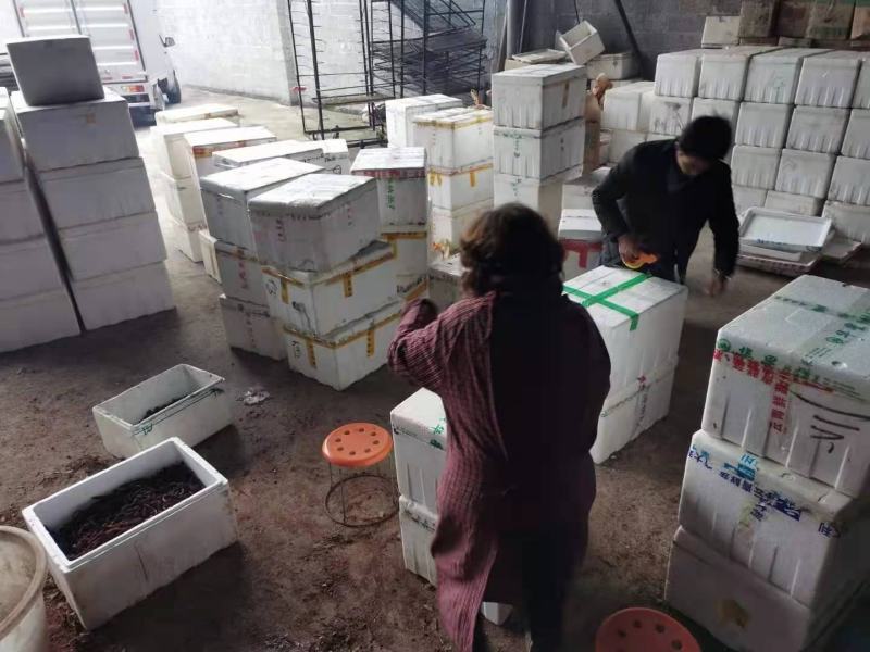 野生回春草干货广西大山深处回春草扎把无杂质