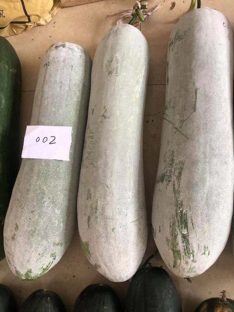 长条型白皮冬瓜种子铁心冬瓜全国发货抗病高产保成活率