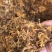 金银花