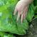 快菜种子直立性好易捆扎耐雨水叶片浓绿