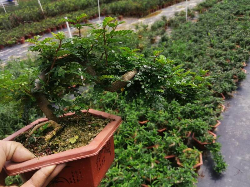雀梅六月雪榆树批发，批发各种小盆景盆栽。