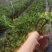 雀梅六月雪榆树批发，批发各种小盆景盆栽。
