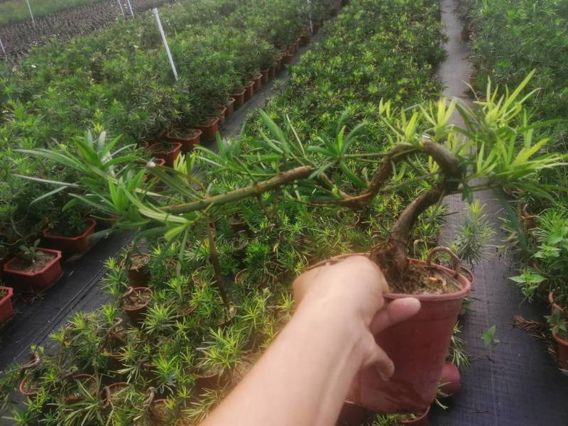 雀梅六月雪榆树批发，批发各种小盆景盆栽。