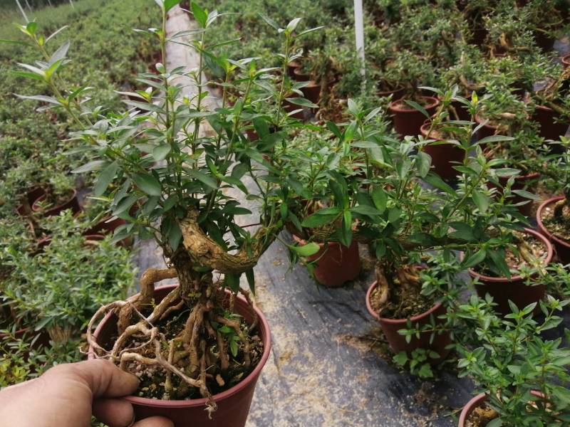雀梅六月雪榆树批发，批发各种小盆景盆栽。