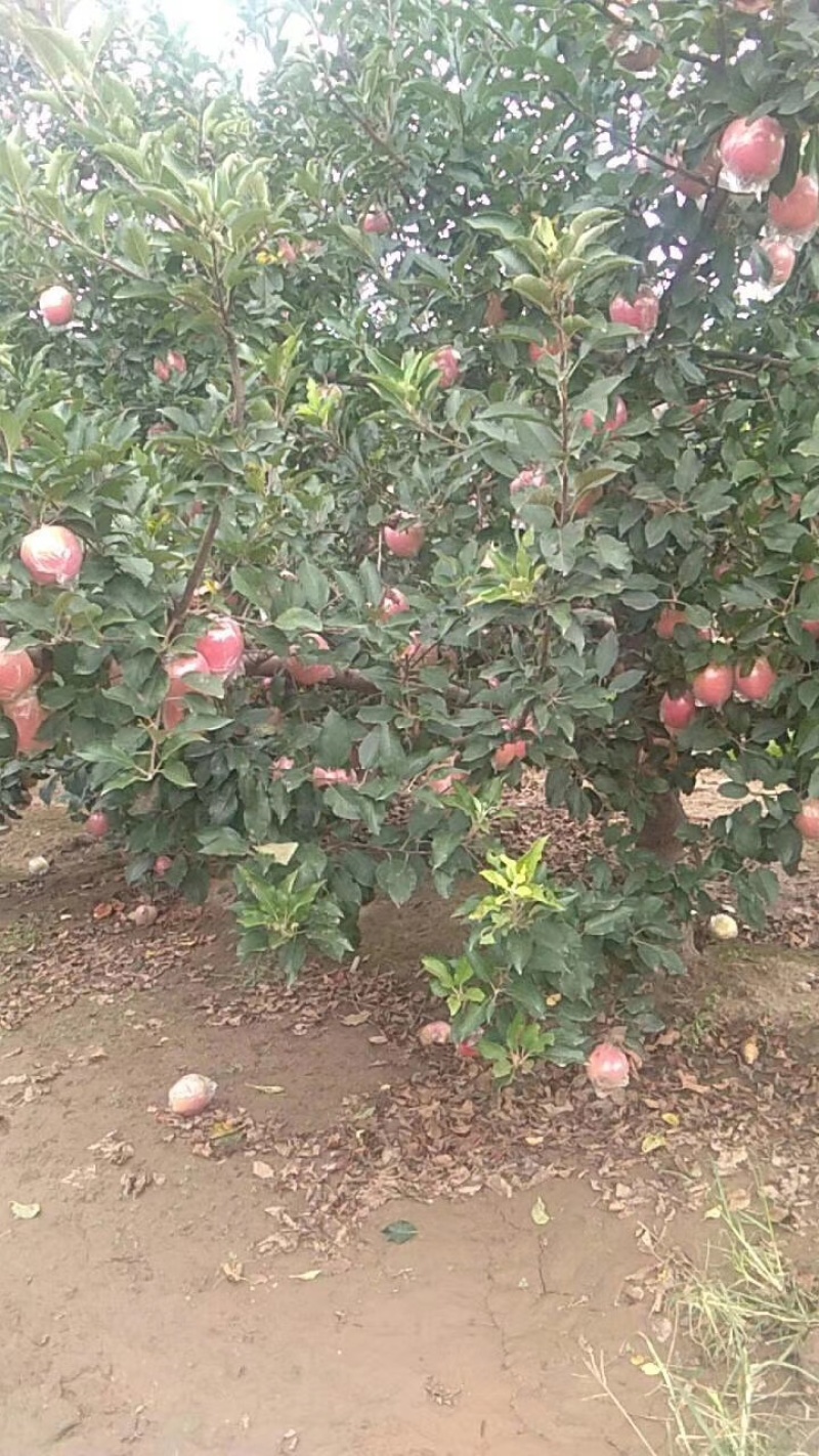 编号武033万亩中秋王苹果{迎秋}基地供应，欢迎大家到来