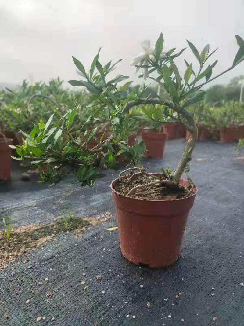 雀梅六月雪榆树批发，批发各种小盆景盆栽。