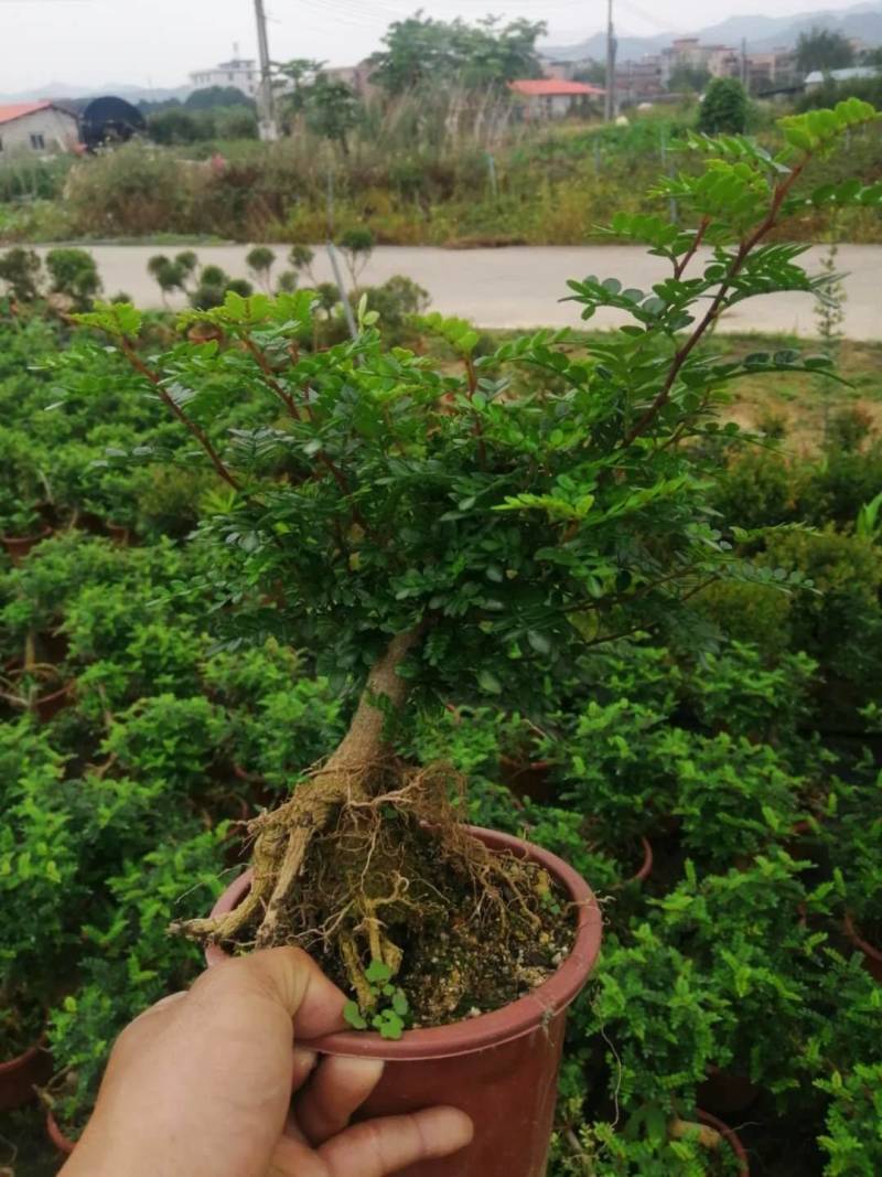雀梅六月雪榆树批发，批发各种小盆景盆栽。