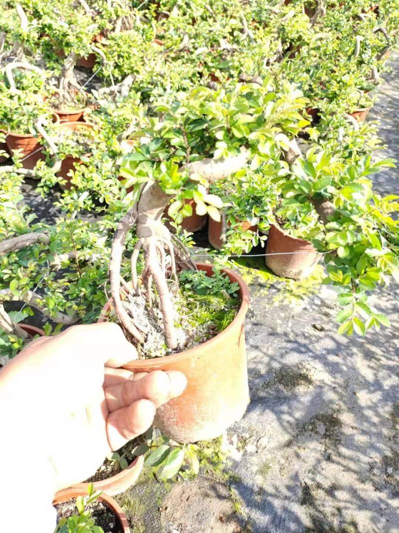 雀梅六月雪榆树批发，批发各种小盆景盆栽。