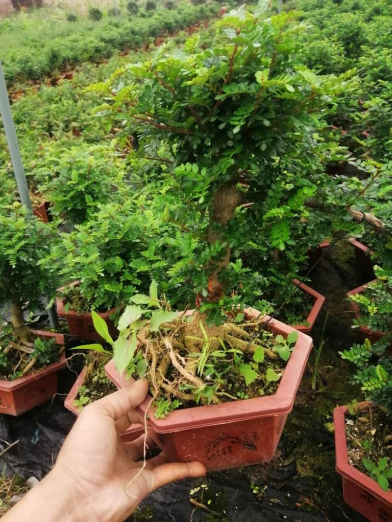 雀梅六月雪榆树批发，批发各种小盆景盆栽。