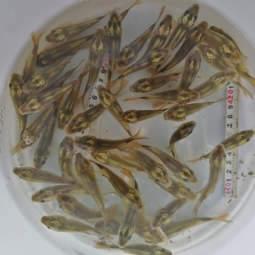 鲤鱼苗（花背鲤金线鲤）【原产地】自己繁殖自己养殖