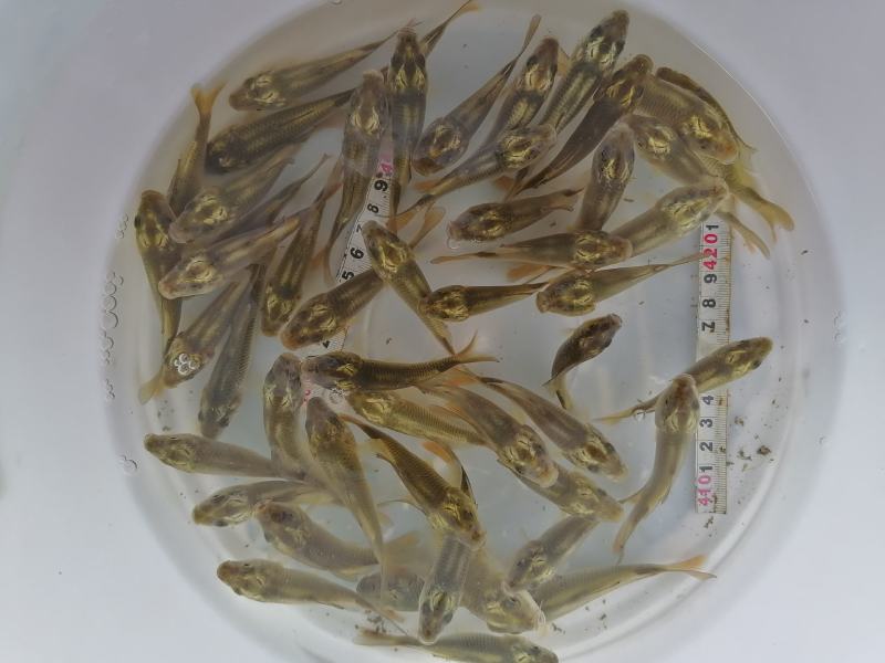 鲤鱼苗（花背鲤金线鲤）【原产地】自己繁殖自己养殖