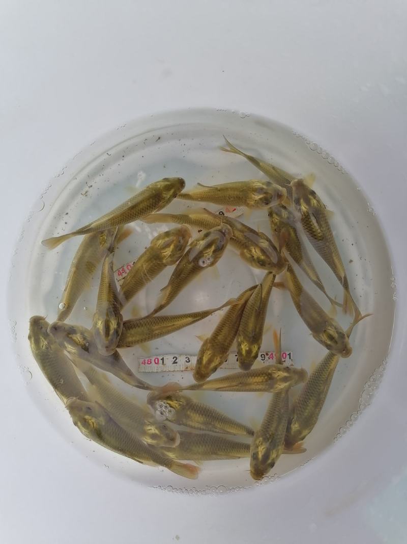 鲤鱼苗（花背鲤金线鲤）【原产地】自己繁殖自己养殖
