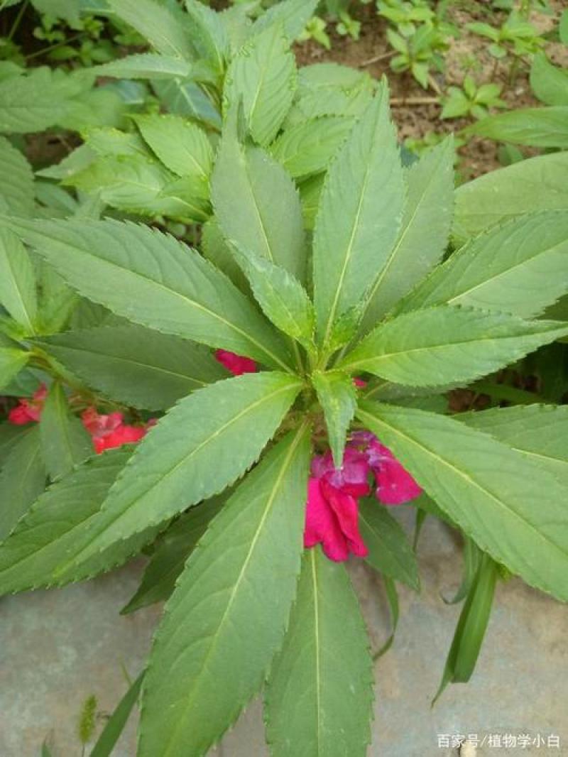 急性子，透骨草，凤仙花药用观赏