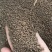 急性子，透骨草，凤仙花药用观赏