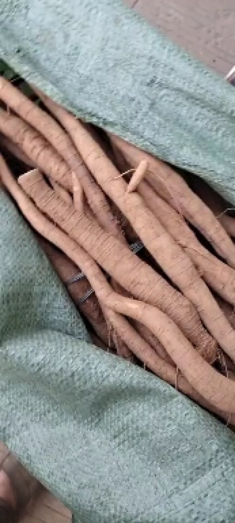 中药材