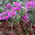 云南紫中国红三角梅四十公分高适合各种绿化园林