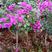 云南紫中国红三角梅四十公分高适合各种绿化园林