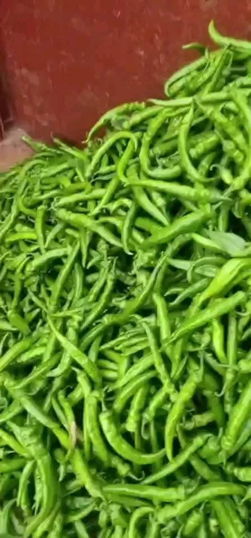 鲜辣椒