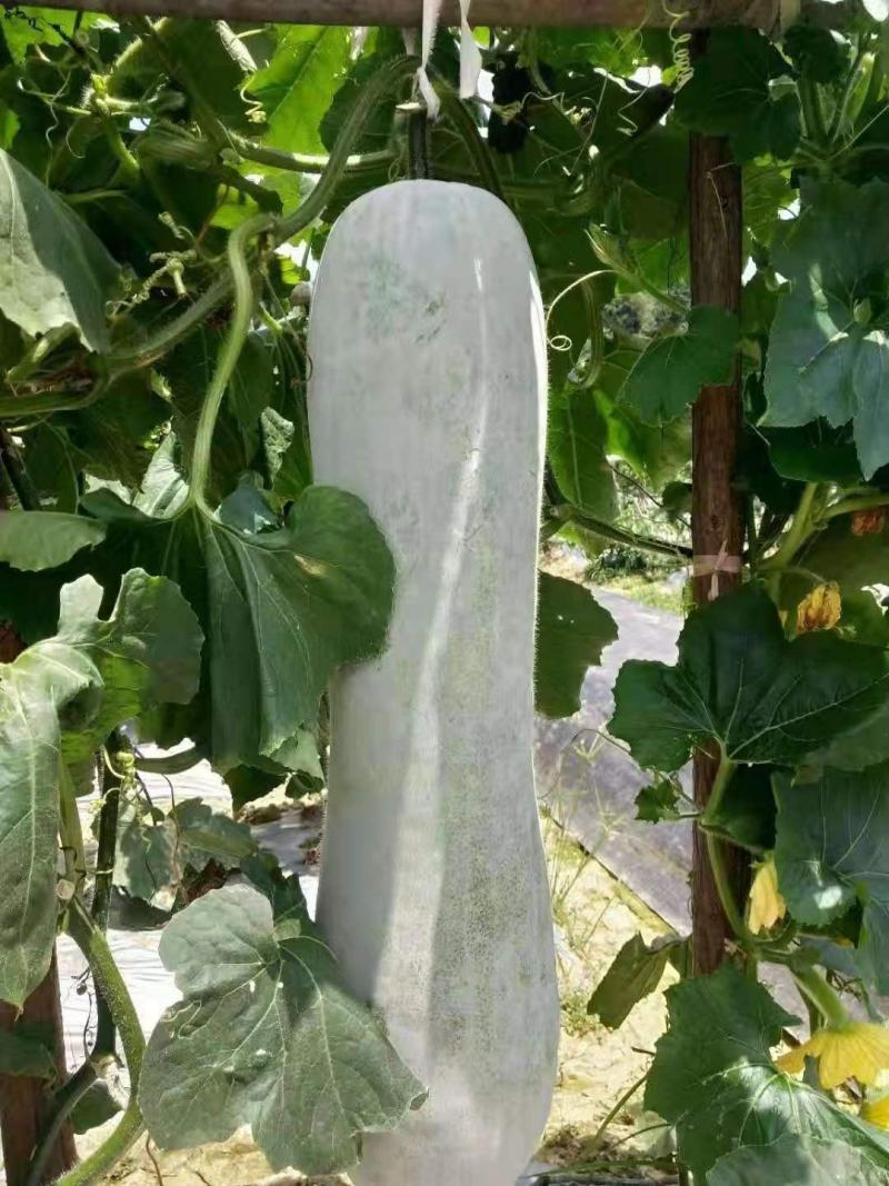 长条型白皮冬瓜种子铁心冬瓜全国发货抗病高产保成活率