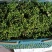 新鲜花椒，颜色绿，味道香麻，原汁原味无添加，需要的联系！