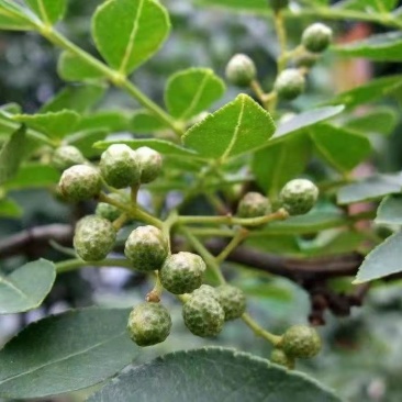 新鲜花椒，颜色绿，味道香麻，原汁原味无添加，需要的联系！