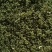 新鲜花椒，颜色绿，味道香麻，原汁原味无添加，需要的联系！
