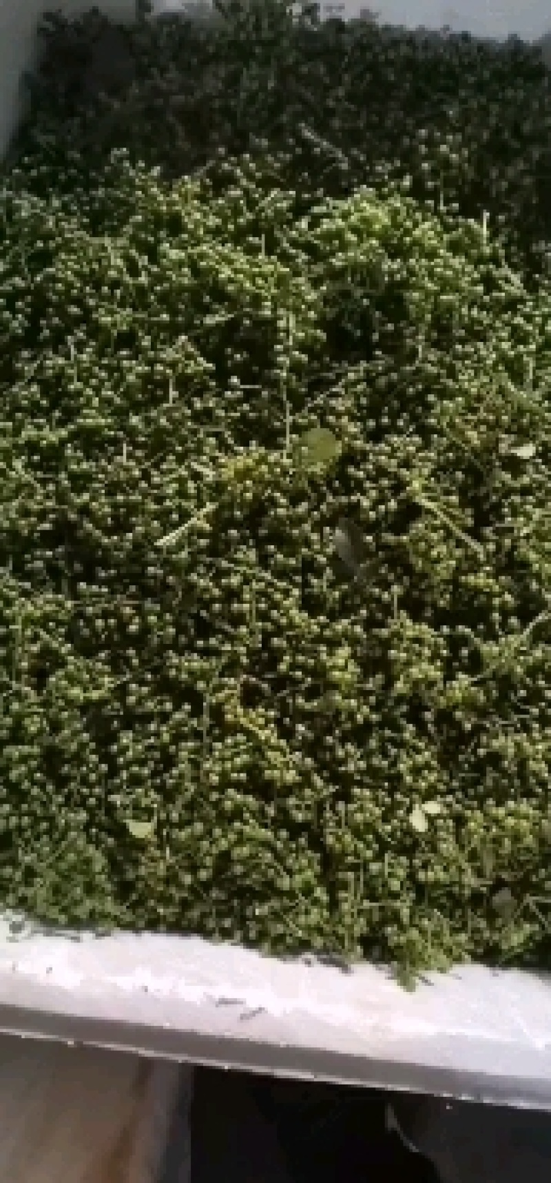 新鲜花椒，颜色绿，味道香麻，原汁原味无添加，需要的联系！