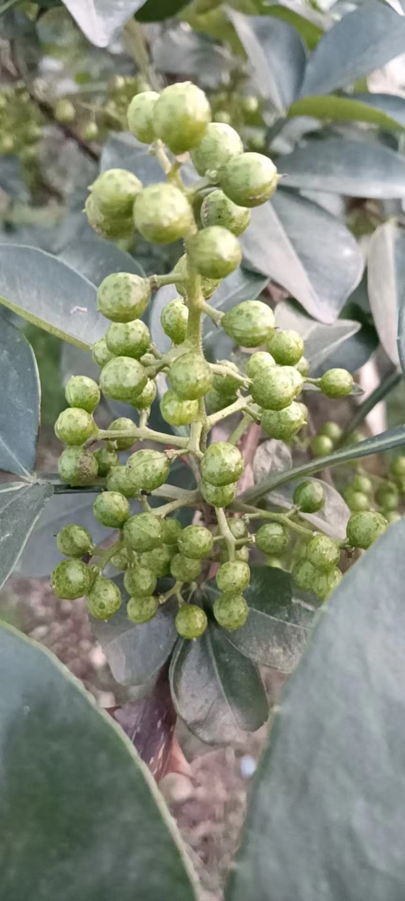 新鲜花椒，颜色绿，味道香麻，原汁原味无添加，需要的联系！