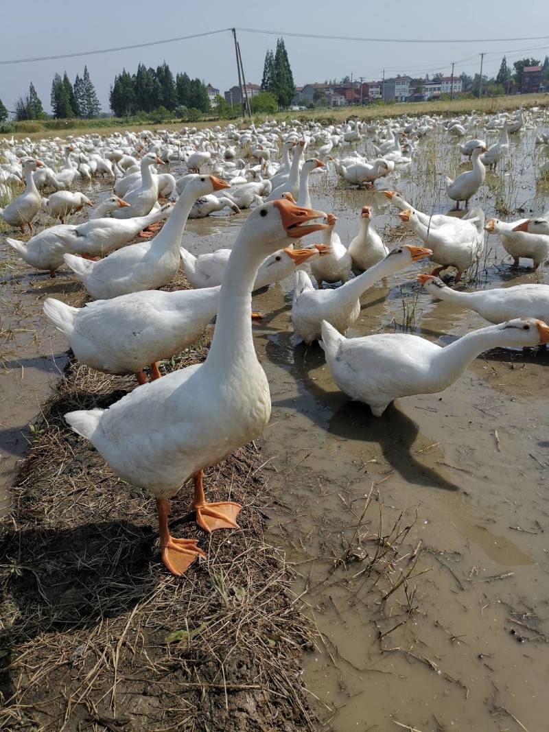 精品大鹅，湖北放养草籽鹅，黄皮黄油黄嘴，纯放养肉质好
